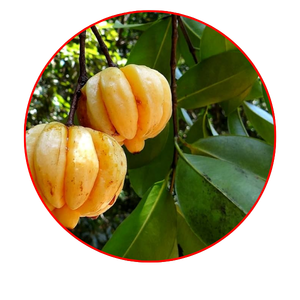 गार्सिनिया